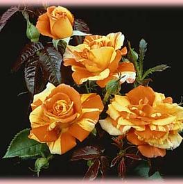 Rosa Landscape/Shrub Oranges 'n' Lemons (Oranges 'n' Lemons)