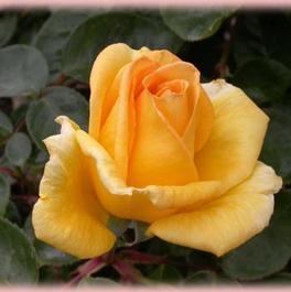 Rosa Hybrid Tea Oregold (Oregold)