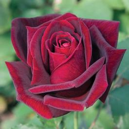 Rosa Hybrid Tea Papa Meilland® (Papa Meilland®)