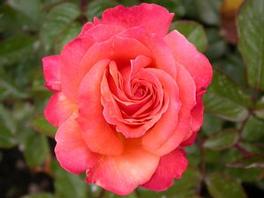 Rosa Grandiflora Arizona (Arizona)