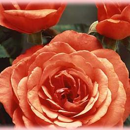 Rosa Hybrid Tea Artistry™ (Artistry™)