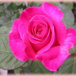 Rosa Hybrid Tea Pink Peace (Pink Peace)