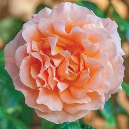 Rosa Climber Polka™ (Polka™)