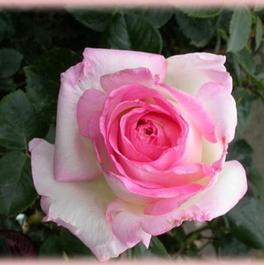 Rosa Hybrid Tea Princesse de Monaco (Princesse de Monaco)