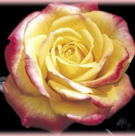 Rosa Miniature Rainbows End (Rainbow's End)