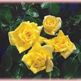 Rosa Climber Royal Gold (Royal Gold)
