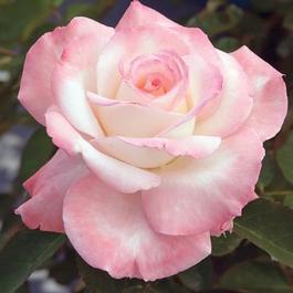 Rosa Hybrid Tea Secret™ (Secret™)