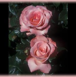 Rosa Hybrid Tea Sheer Elegance™ (Sheer Elegance™)