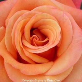 Rosa Floribunda Singin' in the Rain (Singin' in the Rain)