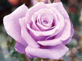 Rosa Hybrid Tea Sterling Silver (Sterling Silver)