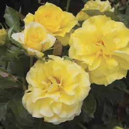 Rosa Floribunda Sunsprite (Sunsprite)