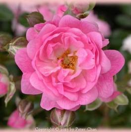 Rosa Polyantha The Fairy (The Fairy)