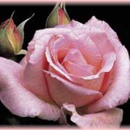 Rosa Hybrid Tea Tiffany (Tiffany)