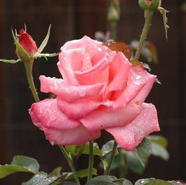 Rosa Hybrid Tea Touch of Class (Touch of Class)