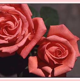 Rosa Hybrid Tea Tropicana (Tropicana)