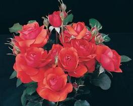 Rosa Floribunda Trumpeter (Trumpeter)