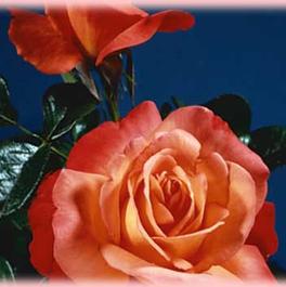 Rosa Hybrid Tea Voodoo (Voodoo)