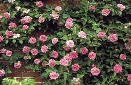 Rosa Climber Zephirine Drouhin (Zephirine Drouhin)
