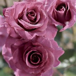 Rosa Grandiflora Melody Parfumée™ (Melody Parfumée™)