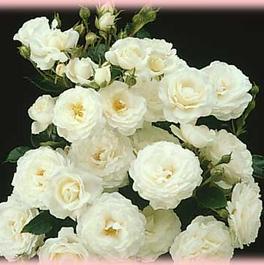 Rosa Landscape/Shrub Pillow Fight™ (own root) (Pillow Fight™ (own root))