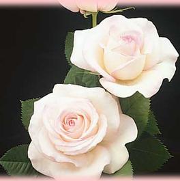 Rosa Hybrid Tea Moonstone™ (Moonstone™)