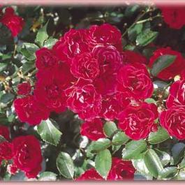 Rosa Landscape/Shrub Fire Meidiland® (Fire Meidiland®)