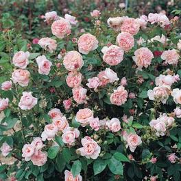 A Roses From Regan Nursery Largest Selection Of Bare Colette Own Root