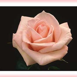 Rosa Climber Pearly Gates™ (Pearly Gates™)