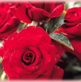 Rosa Hybrid Tea Black Magic® (Black Magic®)