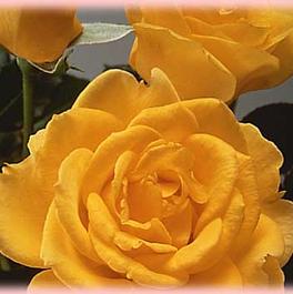 Rosa Hybrid Tea Henry Fonda (Henry Fonda)