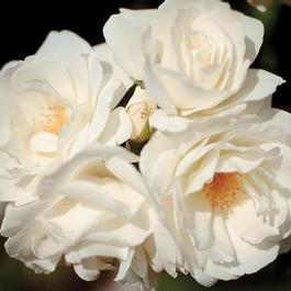 Rosa Floribunda Iceberg (Iceberg)