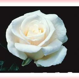 Rosa Hybrid Tea Full Sail (Full Sail)