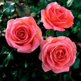 Rosa Hybrid Tea Elle® (Elle®)