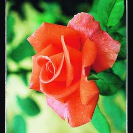 Rosa Grandiflora Lasting Peace™ (Lasting Peace™)