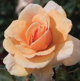 Rosa Hybrid Tea Brandy™ (Brandy™)