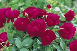Rosa English Rose Darcey Bussell (Darcey Bussell™)