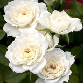 Rosa Miniature Bridal Sunblaze® (Bridal Sunblaze®)