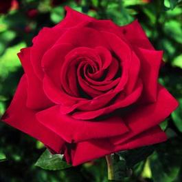 Rosa Hybrid Tea Ingrid Bergman® (Ingrid Bergman®)
