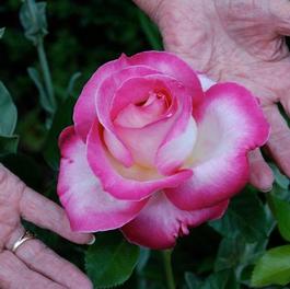 Rosa Hybrid Tea California Dreamin'™ (California Dreamin'™)