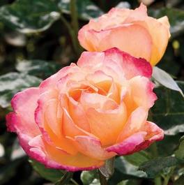Rosa Hybrid Tea Broadway (Broadway)