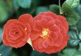 Rosa Miniature Autumn Sunblaze® (Autumn Sunblaze®)