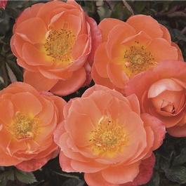 Rosa Miniature Amber Sunblaze® (own root) (Amber Sunblaze®)