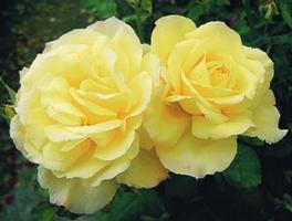 Rosa Hybrid Tea Summer Love™ (Summer Love™)