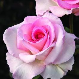 Rosa Hybrid Tea Pink Promise™ (Pink Promise™)