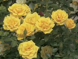 Rosa Floribunda Shockwave (Shockwave)