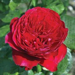 Rosa Hybrid Tea Rouge Royale™ (Rouge Royale™)