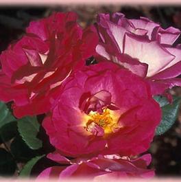 Rosa Landscape/Shrub Outta the Blue™ (own root) (Outta the Blue™ (own root))