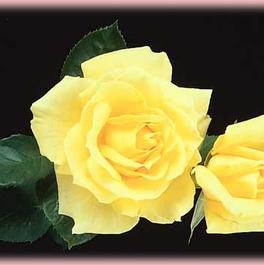 Rosa Hybrid Tea Mellow Yellow (Mellow Yellow)