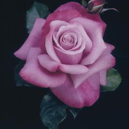 Rosa Hybrid Tea Barbra Streisand (Barbra Streisand)