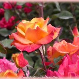 Rosa Hybrid Tea Rio Samba™ (Rio Samba™)